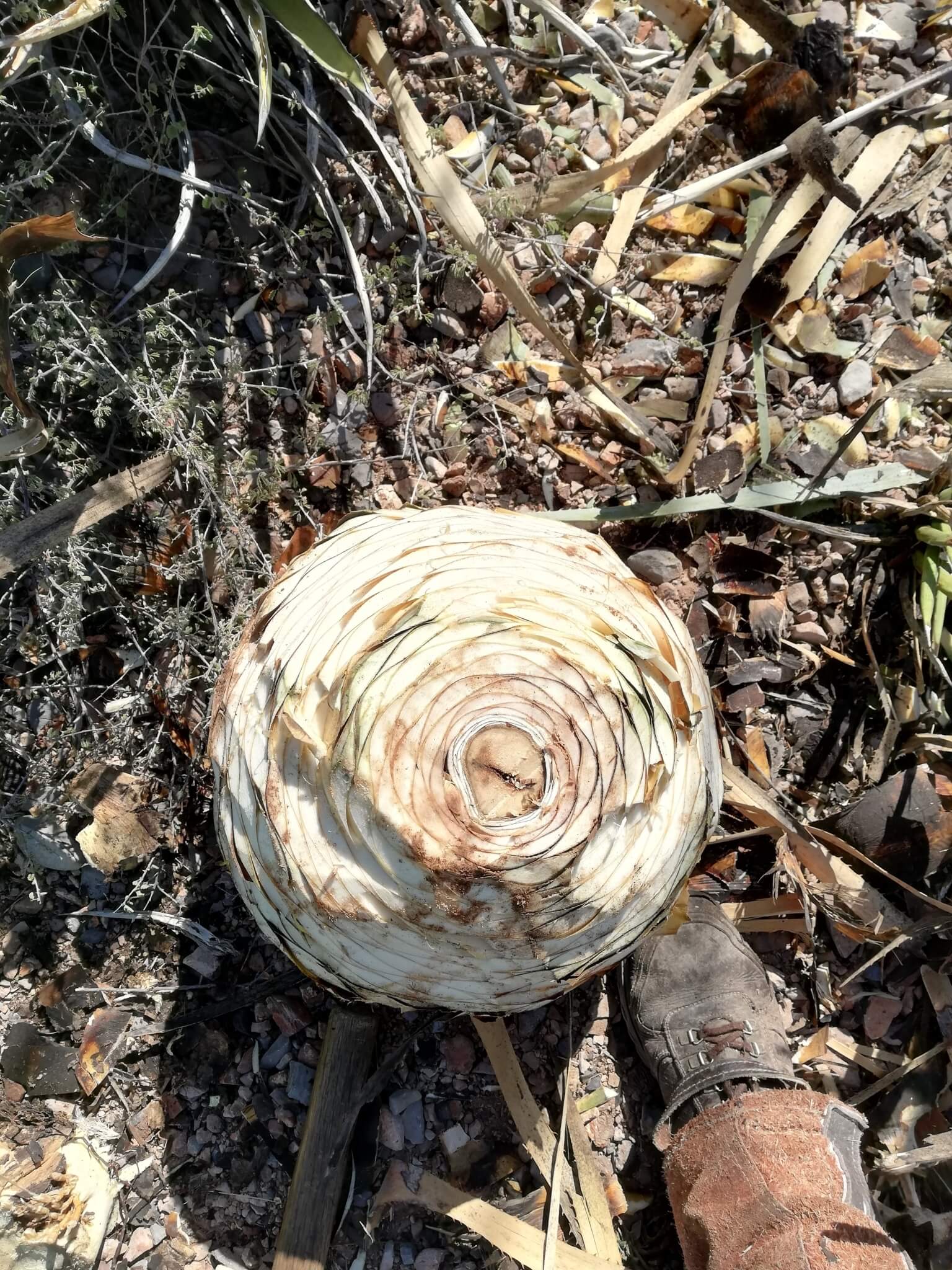 Dasylirion cedrosanum